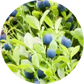 Bilberry